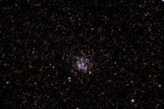 M11 - Amas du canard sauvage
